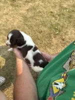 Gunner, a male English Springer Spaniel for sale in Chilton, WI – 3 of 3