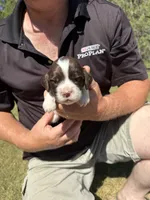 Puppy 4, a female English Springer Spaniel for sale in Chilton, WI – 1 of 3