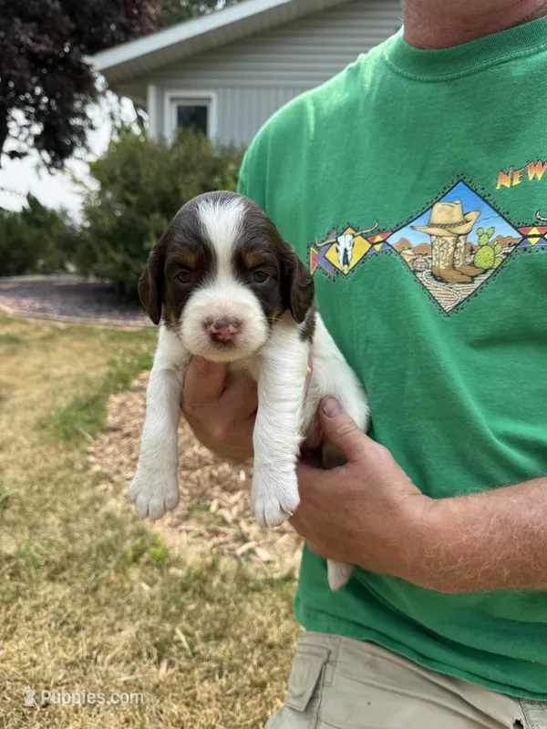 Princess – English Springer Spaniel puppy for sale in Chilton, WI