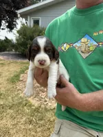 Princess, a female English Springer Spaniel for sale in Chilton, WI – 1 of 3