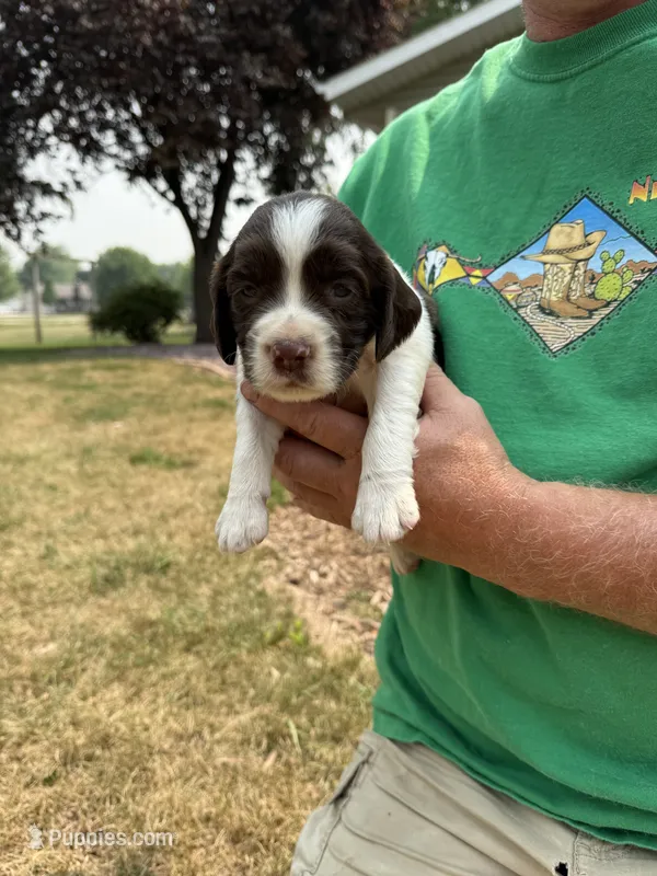 Baby – English Springer Spaniel puppy for sale in Chilton, WI