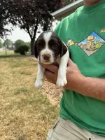 Baby, a female English Springer Spaniel for sale in Chilton, WI – 1 of 3