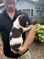 Arthur, a male English Springer Spaniel for sale in Chilton, WI – 2 of 2
