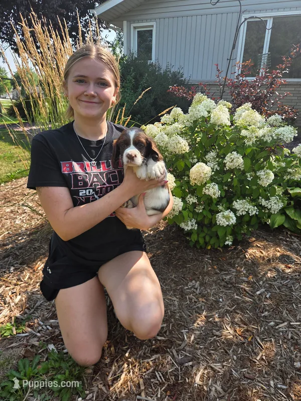 Wiggles – English Springer Spaniel puppy for sale in Chilton, WI
