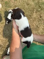Lady, a female English Springer Spaniel for sale in Chilton, WI – 3 of 3