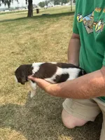 Wiggles, a male English Springer Spaniel for sale in Chilton, WI – 2 of 4