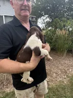 Alex, a male English Springer Spaniel for sale in Chilton, WI – 2 of 2