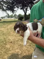 Lucky, a male English Springer Spaniel for sale in Chilton, WI – 3 of 3