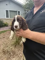 Aiden, a male English Springer Spaniel for sale in Chilton, WI – 1 of 2