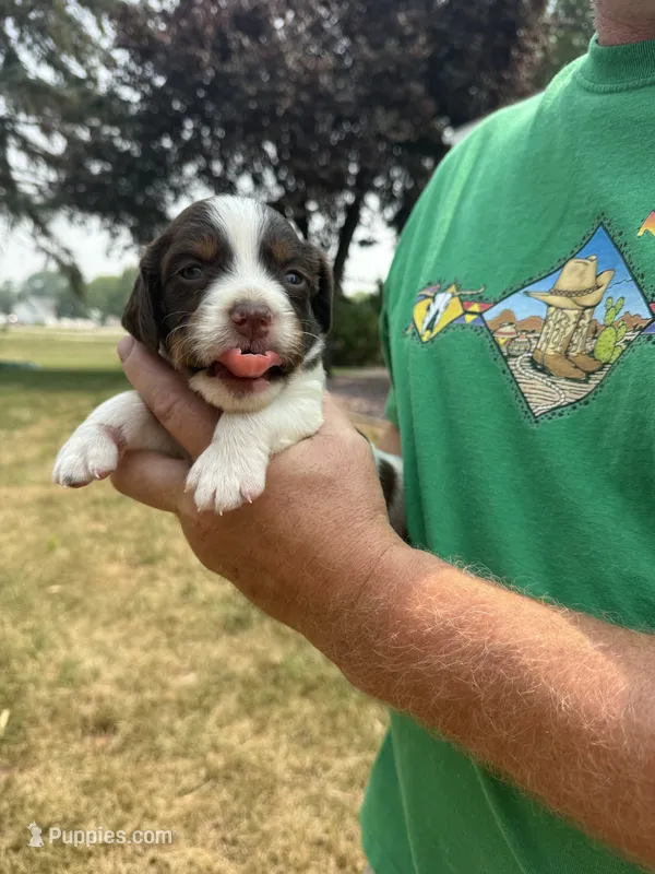 Gunner – English Springer Spaniel puppy for sale in Chilton, WI
