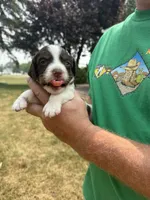 Gunner, a male English Springer Spaniel for sale in Chilton, WI – 1 of 3