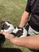 Puppy 4, a female English Springer Spaniel for sale in Chilton, WI – 3 of 3