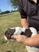 Puppy 4, a female English Springer Spaniel for sale in Chilton, WI – 2 of 3