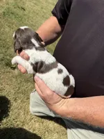 Puppy 1, a female English Springer Spaniel for sale in Chilton, WI – 3 of 3