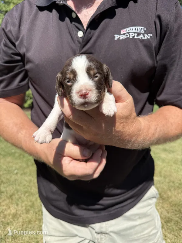 Puppy 7  – English Springer Spaniel puppy for sale in Chilton, WI