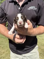 Puppy 7 , a male English Springer Spaniel for sale in Chilton, WI – 1 of 3