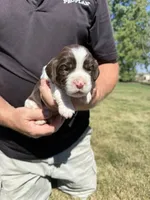 Puppy 6, a male English Springer Spaniel for sale in Chilton, WI – 2 of 3