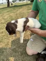 Princess, a female English Springer Spaniel for sale in Chilton, WI – 2 of 3