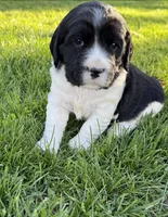 Baby, a female English Springer Spaniel for sale in Chilton, WI – 1 of 1