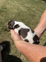 Puppy 7 , a male English Springer Spaniel for sale in Chilton, WI – 2 of 3