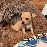 Red merle girl, a female Chihuahua for sale in Paducah, KY – 4 of 5