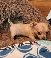 Red merle girl, a female Chihuahua for sale in Paducah, KY – 3 of 5