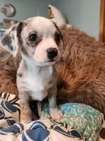 Blue merle girl, a female Chihuahua for sale in Paducah, KY – 1 of 5