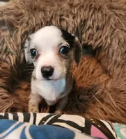 Blue merle girl, a female Chihuahua for sale in Paducah, KY – 3 of 5