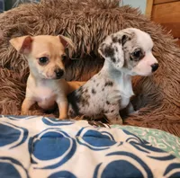 Red merle girl, a female Chihuahua for sale in Paducah, KY – 2 of 5