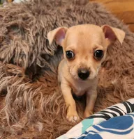 Red merle girl, a female Chihuahua for sale in Paducah, KY – 5 of 5