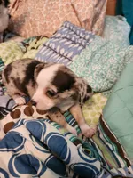 Blue merle girl, a female Chihuahua for sale in Paducah, KY – 5 of 5