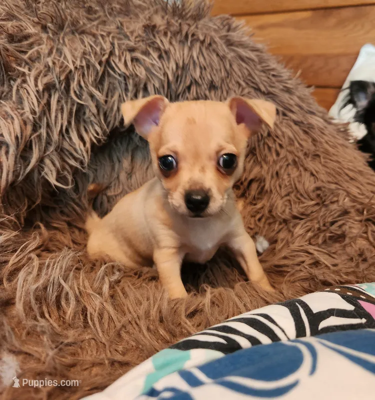 Red merle girl – Chihuahua puppy for sale in Paducah, KY