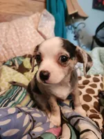 Blue merle girl, a female Chihuahua for sale in Paducah, KY – 4 of 5