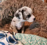 Blue merle girl, a female Chihuahua for sale in Paducah, KY – 2 of 5