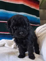 Tilly, a female Poodle - Miniature  for sale in Winchester, VA – Photo 3 of 3