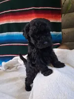 Tilly, a female Poodle - Miniature  for sale in Winchester, VA – Photo 1 of 3