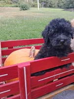 Micky, a male Poodle - Miniature  for sale in Winchester, VA – 2 of 4