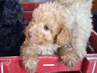 Tinker, a male Poodle - Miniature  for sale in Winchester, VA – Photo 6 of 6