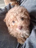 Tinker, a male Poodle - Miniature  for sale in Winchester, VA – Photo 5 of 6