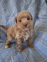 Tinker, a male Poodle - Miniature  for sale in Winchester, VA – Photo 1 of 6