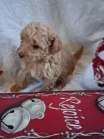 Tinker, a male Poodle - Miniature  for sale in Winchester, VA – Photo 4 of 6