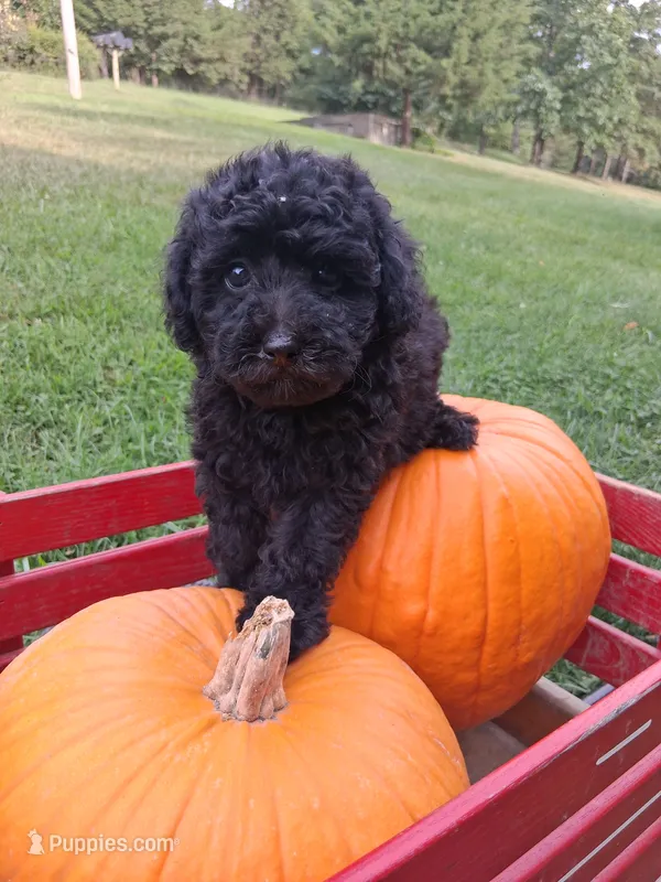 Macy – Poodle - Miniature  puppy for sale in Winchester, VA