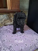 Micky, a male Poodle - Miniature  for sale in Winchester, VA – 4 of 4
