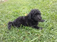 Macy, a female Poodle - Miniature  for sale in Winchester, VA – 2 of 3