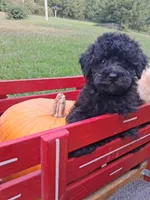 Micky, a male Poodle - Miniature  for sale in Winchester, VA – 1 of 4