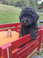 Maddy, a female Poodle - Miniature  for sale in Winchester, VA – 3 of 3