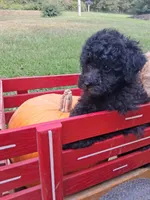 Micky, a male Poodle - Miniature  for sale in Winchester, VA – 3 of 4