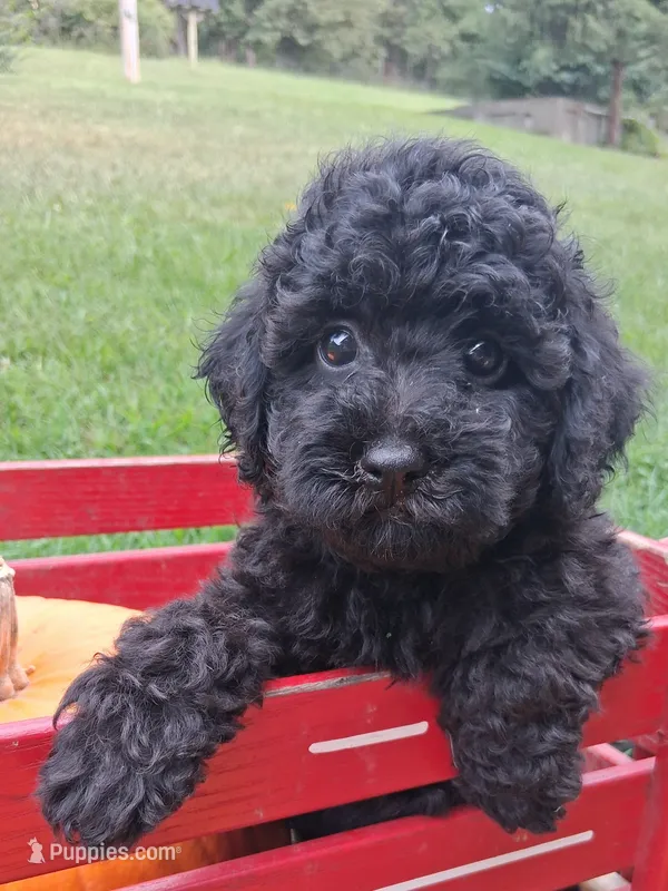 Maddy – Poodle - Miniature  puppy for sale in Winchester, VA