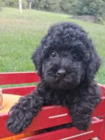Maddy, a female Poodle - Miniature  for sale in Winchester, VA – 1 of 3