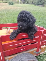 Maddy, a female Poodle - Miniature  for sale in Winchester, VA – 2 of 3